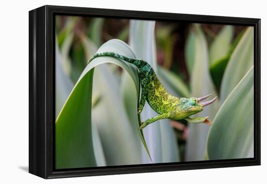 Male Jackson's chameleon moving between leaves, Hawaii-David Fleetham-Framed Premier Image Canvas