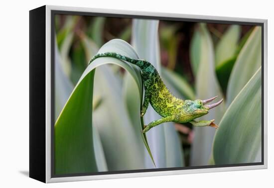 Male Jackson's chameleon moving between leaves, Hawaii-David Fleetham-Framed Premier Image Canvas