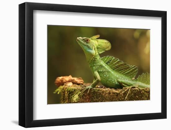 Male Jesus Christo Lizard, Costa Rica, Central America-Don Mammoser-Framed Photographic Print