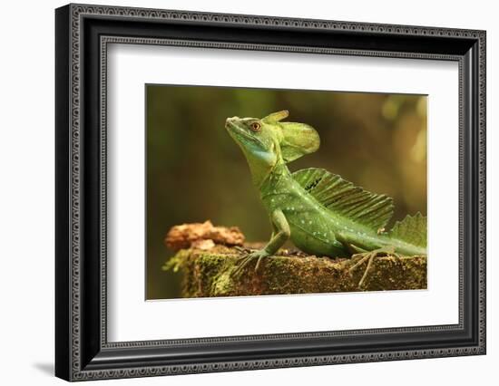 Male Jesus Christo Lizard, Costa Rica, Central America-Don Mammoser-Framed Photographic Print