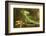 Male Jesus Christo Lizard, Costa Rica, Central America-Don Mammoser-Framed Photographic Print