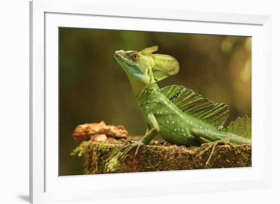 Male Jesus Christo Lizard, Costa Rica, Central America-Don Mammoser-Framed Photographic Print