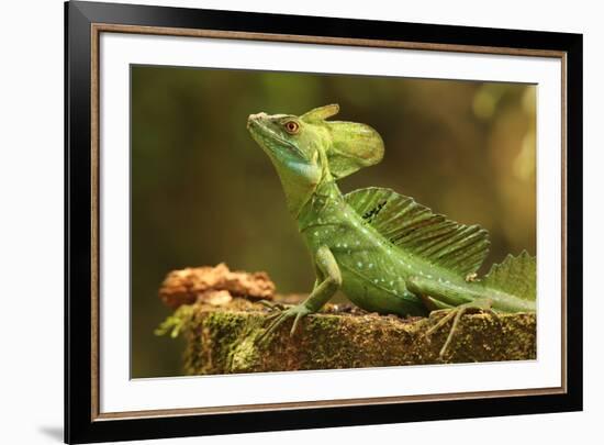 Male Jesus Christo Lizard, Costa Rica, Central America-Don Mammoser-Framed Photographic Print