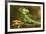 Male Jesus Christo Lizard, Costa Rica, Central America-Don Mammoser-Framed Photographic Print