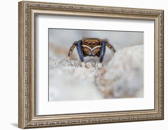 Male Jumping spider close up, Derbyshire, UK-Alex Hyde-Framed Photographic Print