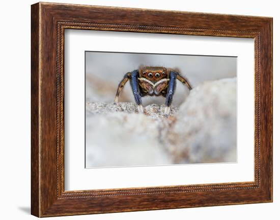 Male Jumping spider close up, Derbyshire, UK-Alex Hyde-Framed Photographic Print