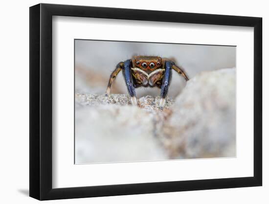 Male Jumping spider close up, Derbyshire, UK-Alex Hyde-Framed Photographic Print