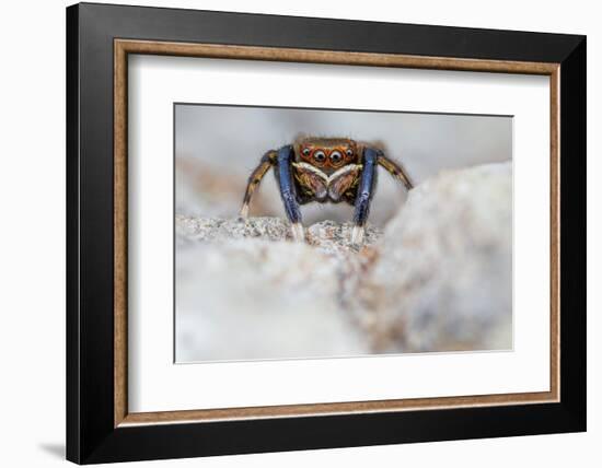 Male Jumping spider close up, Derbyshire, UK-Alex Hyde-Framed Photographic Print