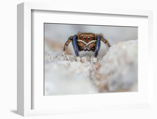 Male Jumping spider close up, Derbyshire, UK-Alex Hyde-Framed Photographic Print