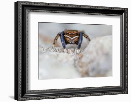 Male Jumping spider close up, Derbyshire, UK-Alex Hyde-Framed Photographic Print