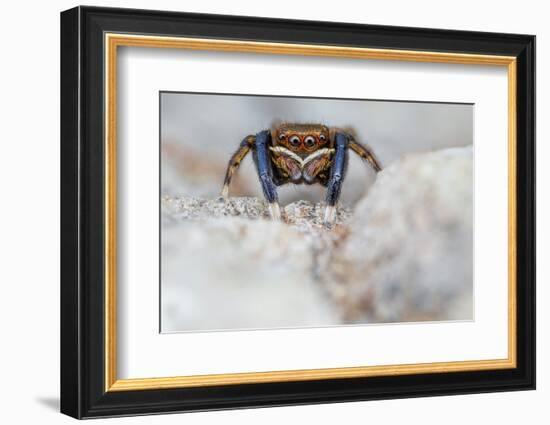 Male Jumping spider close up, Derbyshire, UK-Alex Hyde-Framed Photographic Print