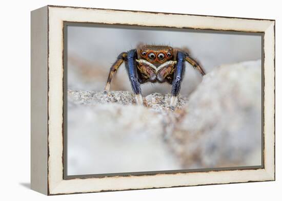 Male Jumping spider close up, Derbyshire, UK-Alex Hyde-Framed Premier Image Canvas