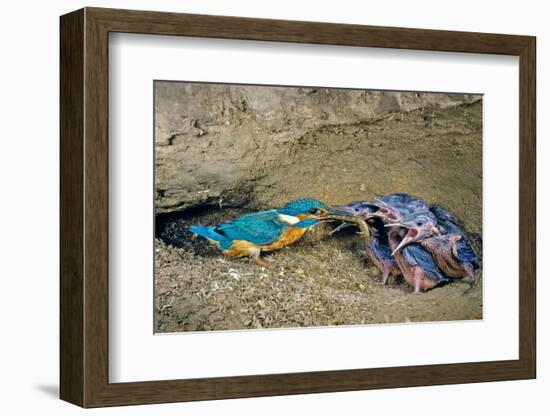 Male Kingfisher feeding chicks in artificial nest, Italy-Angelo Gandolfi-Framed Photographic Print