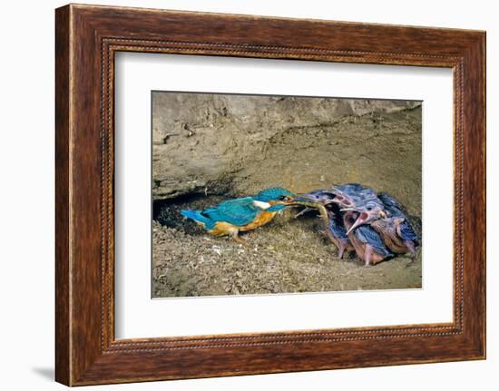 Male Kingfisher feeding chicks in artificial nest, Italy-Angelo Gandolfi-Framed Photographic Print