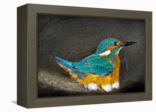 Male Kingfisher sitting on eggs, Italy-Angelo Gandolfi-Framed Premier Image Canvas