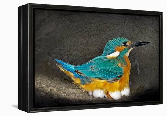 Male Kingfisher sitting on eggs, Italy-Angelo Gandolfi-Framed Premier Image Canvas