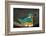 Male Kingfisher sitting on eggs, Italy-Angelo Gandolfi-Framed Photographic Print