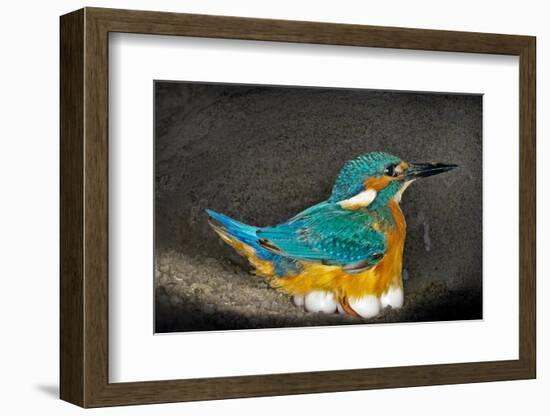 Male Kingfisher sitting on eggs, Italy-Angelo Gandolfi-Framed Photographic Print