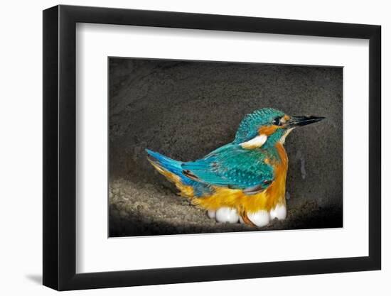 Male Kingfisher sitting on eggs, Italy-Angelo Gandolfi-Framed Photographic Print