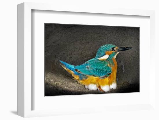 Male Kingfisher sitting on eggs, Italy-Angelo Gandolfi-Framed Photographic Print