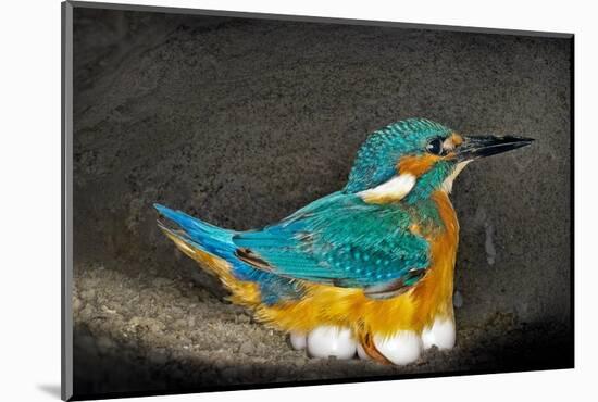 Male Kingfisher sitting on eggs, Italy-Angelo Gandolfi-Mounted Photographic Print