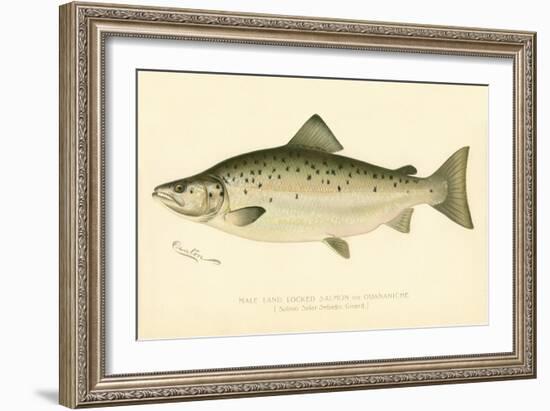 Male Land Locked Salmon-null-Framed Giclee Print