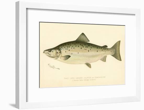 Male Land Locked Salmon-null-Framed Giclee Print