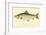 Male Land Locked Salmon-null-Framed Giclee Print