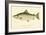 Male Land Locked Salmon-null-Framed Giclee Print