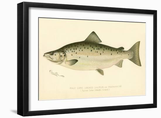 Male Land Locked Salmon-null-Framed Giclee Print