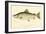 Male Land Locked Salmon-null-Framed Giclee Print