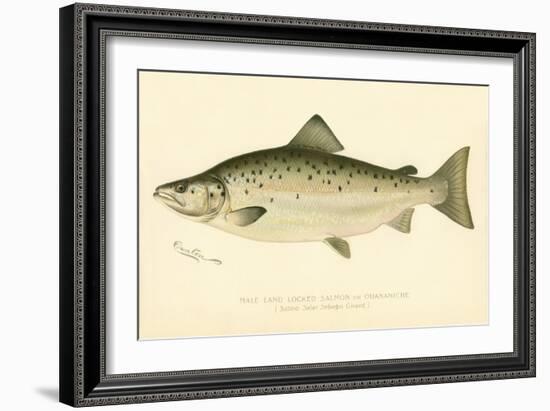 Male Land Locked Salmon-null-Framed Giclee Print