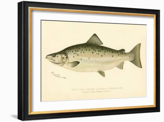 Male Land Locked Salmon-null-Framed Giclee Print