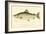 Male Land Locked Salmon-null-Framed Giclee Print