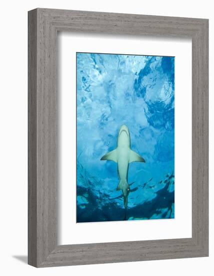 Male Lemon shark gliding just below the surface, Grand Bahama-David Fleetham-Framed Photographic Print