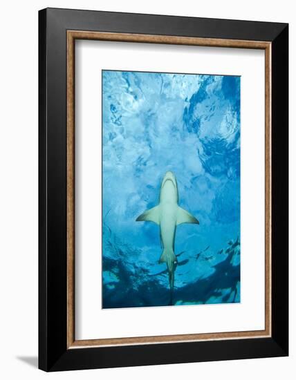 Male Lemon shark gliding just below the surface, Grand Bahama-David Fleetham-Framed Photographic Print