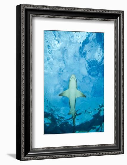 Male Lemon shark gliding just below the surface, Grand Bahama-David Fleetham-Framed Photographic Print