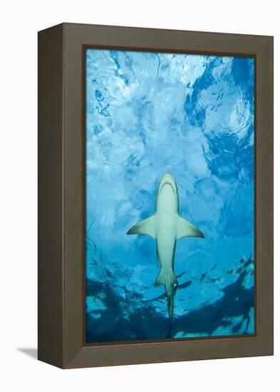 Male Lemon shark gliding just below the surface, Grand Bahama-David Fleetham-Framed Premier Image Canvas