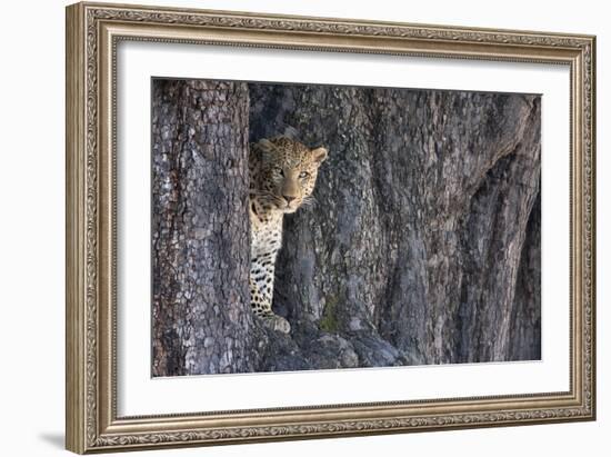Male Leopard Intensely Staring From The Wedge In A Tree. Linyanti Wildlife Reserve, Botswana-Karine Aigner-Framed Photographic Print