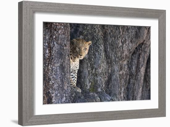 Male Leopard Intensely Staring From The Wedge In A Tree. Linyanti Wildlife Reserve, Botswana-Karine Aigner-Framed Photographic Print