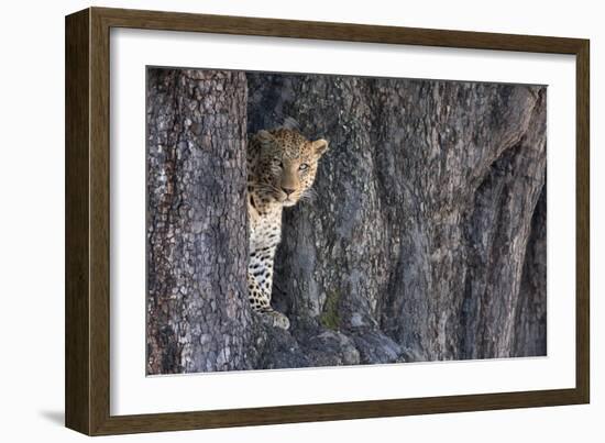 Male Leopard Intensely Staring From The Wedge In A Tree. Linyanti Wildlife Reserve, Botswana-Karine Aigner-Framed Photographic Print