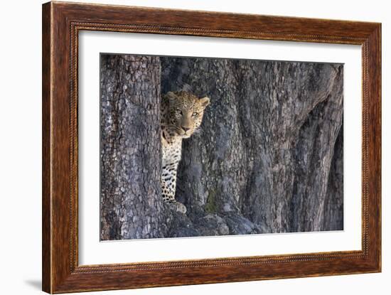 Male Leopard Intensely Staring From The Wedge In A Tree. Linyanti Wildlife Reserve, Botswana-Karine Aigner-Framed Photographic Print