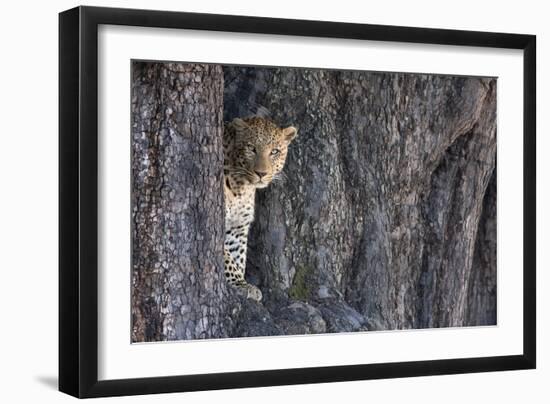 Male Leopard Intensely Staring From The Wedge In A Tree. Linyanti Wildlife Reserve, Botswana-Karine Aigner-Framed Photographic Print