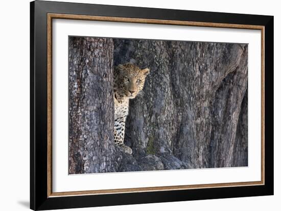 Male Leopard Intensely Staring From The Wedge In A Tree. Linyanti Wildlife Reserve, Botswana-Karine Aigner-Framed Photographic Print