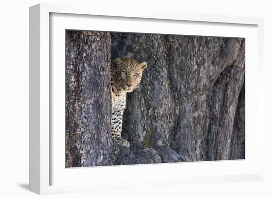 Male Leopard Intensely Staring From The Wedge In A Tree. Linyanti Wildlife Reserve, Botswana-Karine Aigner-Framed Photographic Print