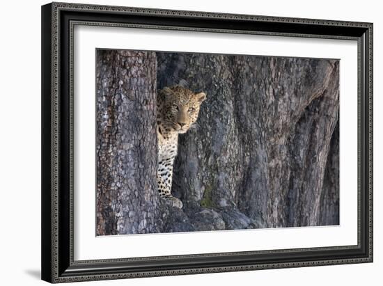 Male Leopard Intensely Staring From The Wedge In A Tree. Linyanti Wildlife Reserve, Botswana-Karine Aigner-Framed Photographic Print