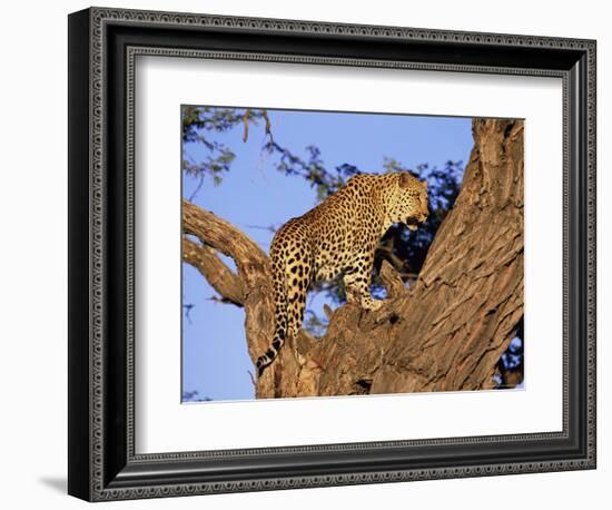 Male Leopard, Panthera Pardus, in a Tree, in Captivity, Namibia, Africa-Ann & Steve Toon-Framed Photographic Print