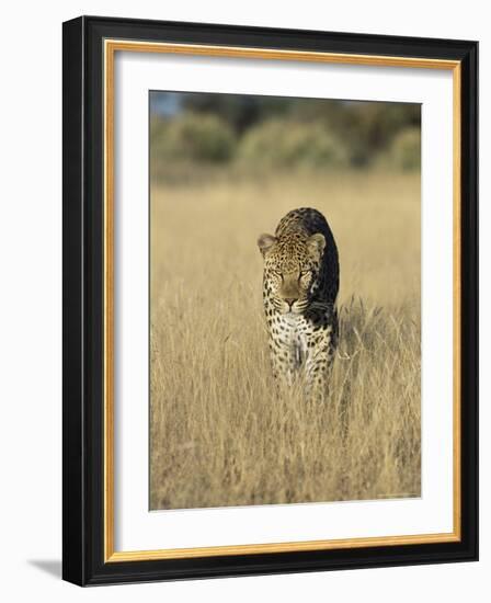 Male Leopard, Panthera Pardus, in Capticity, Namibia, Africa-Ann & Steve Toon-Framed Photographic Print