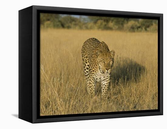 Male Leopard (Panthera Pardus) in Captivity, Namibia, Africa-Steve & Ann Toon-Framed Premier Image Canvas