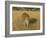 Male Leopard (Panthera Pardus) in Captivity, Namibia, Africa-Steve & Ann Toon-Framed Photographic Print